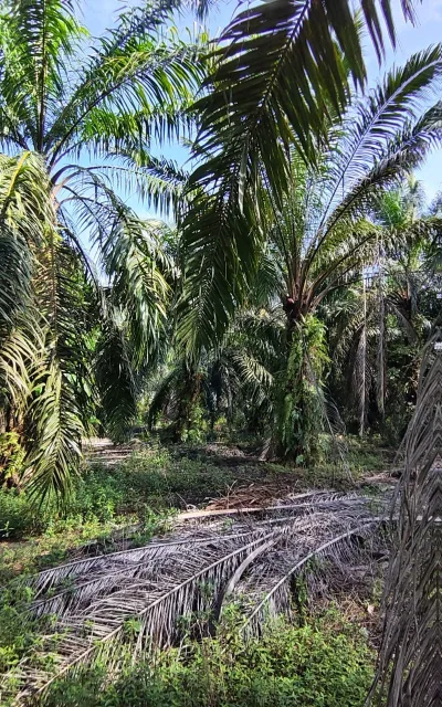 ⛰️Tanah Untuk Dijual ⛰️Mukim Ayer Baloi, Pontian