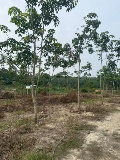 TANAH PERTANIAN @ SEMERBOK REMBAU