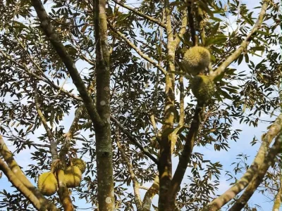 🌳🏡 TANAH DUSUN DURIAN UNTUK DIJUAL – SUNGAI BESOI, LAYANG- KULAI