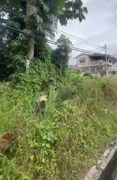 SP129 - 5 EKAR TANAH SAWIT FREEHOLD – DEKAT PEKAN LABIS UNTUK DIJUAL!