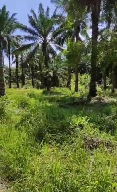 SP54 - TANAH PERTANIAN 6.2 EKAR DI JAMALUANG MERSING UNTUK DIJUAL