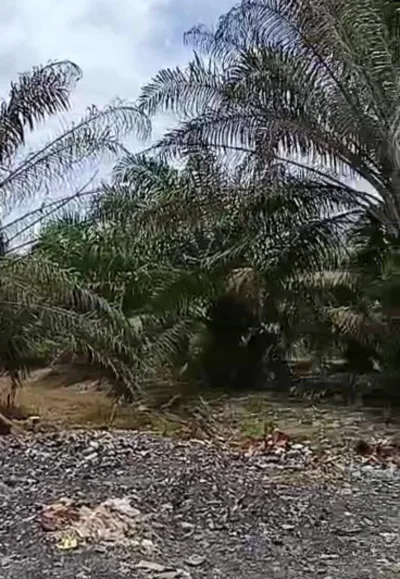 SP38 - TANAH PERTANIAN 6 EKAR - KAMPUNG TANJUNG OLAK BUKIT PASIR MUAR.