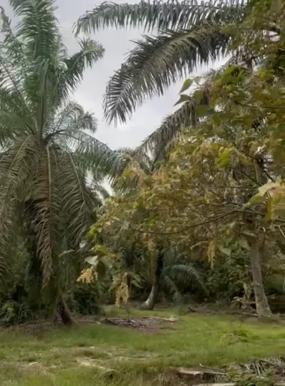 SP134 - Tanah Pertanian Di Kampung Melayu Batu 9 Manong, Ayer Hitam Untuk Dijual.