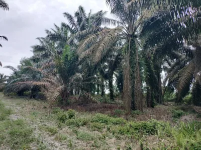 SP104 - TANAH PERTANIAN (KELAPA SAWIT) 6 EKAR DI BUKIT KENANGAN SIMPANG RENGGAM.