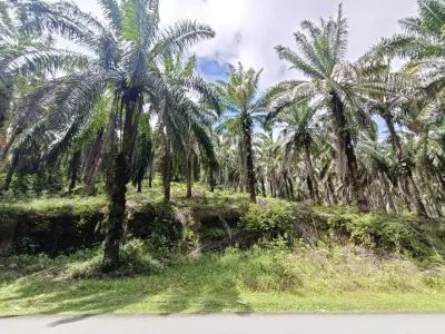 SP149 - TANAH SAWIT FREEHOLD – LOKASI STRATEGIK DEKAT BANDAR MERSING!