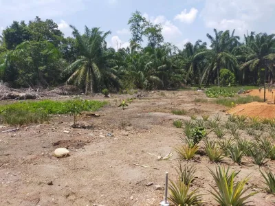 SP51 - TANAH PERTANIAN 1 EKAR DI KG.MERANTI MUAR UNTUK DIJUAL